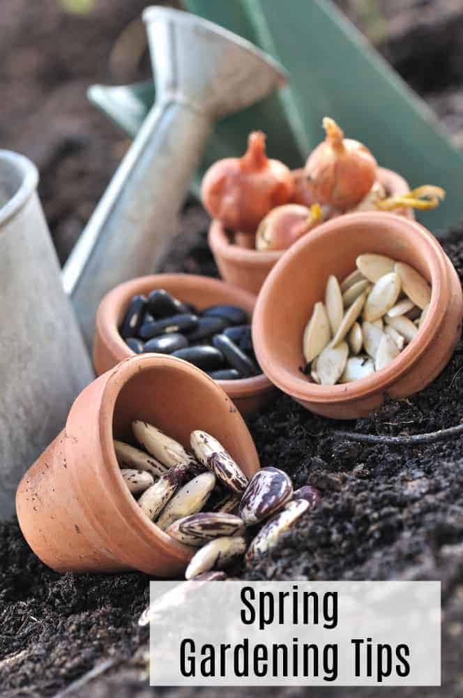 8 Early Spring Garden Plants for Vegetable Gardens