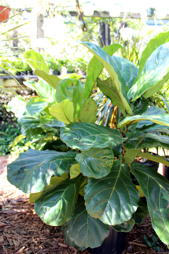 Willow Tree Nursery Turning It Home