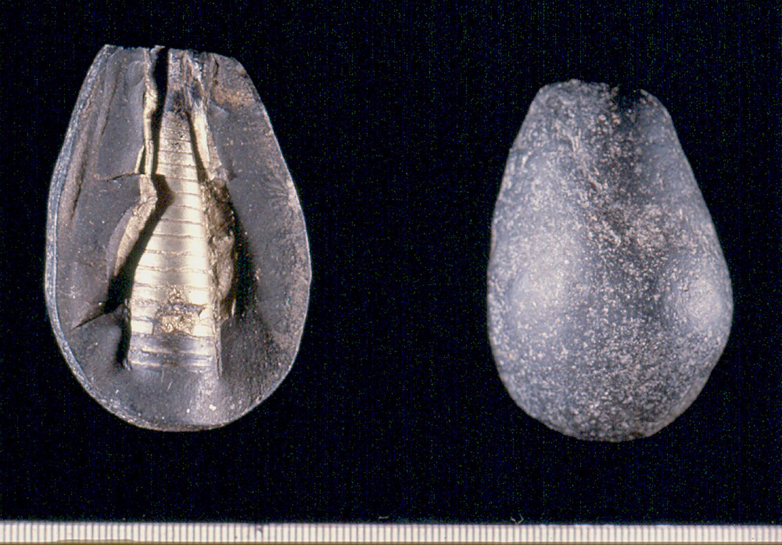 Cephalopod fossils in concretions from Nepal