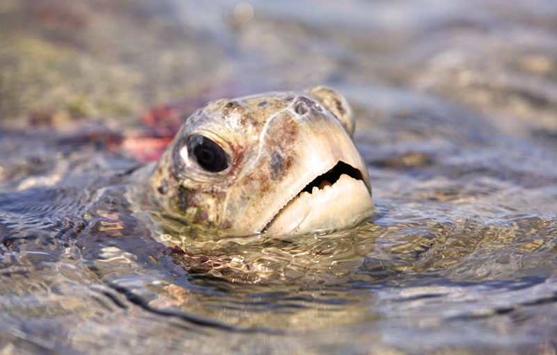 Schildkröten zeigten länger Zähne als gedacht Turtle