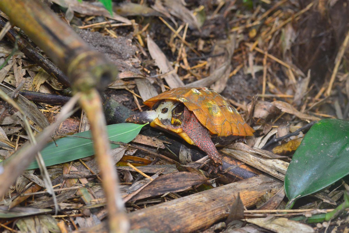 Geoemyda spengleri Turtle Sanctuary Conservation Center