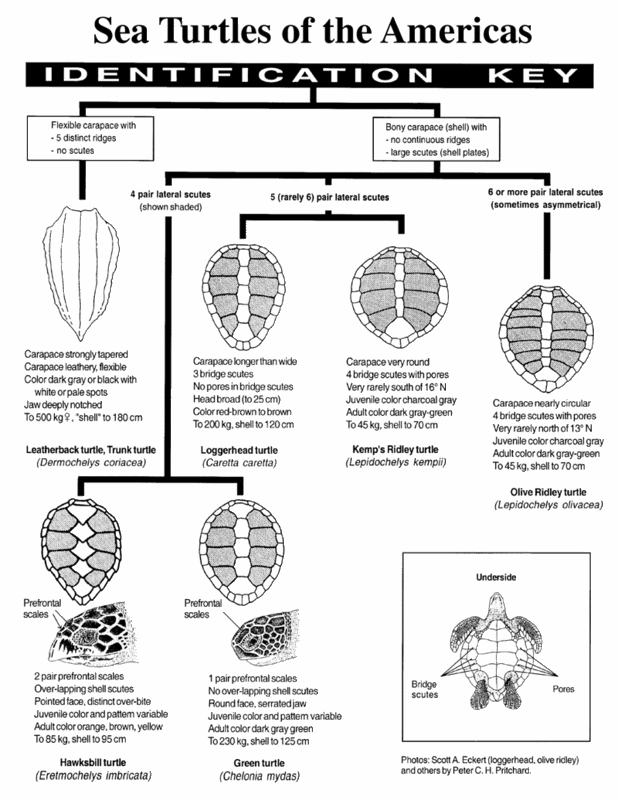 Shell patterns and identification • Turtle Conservation Society of Malaysia