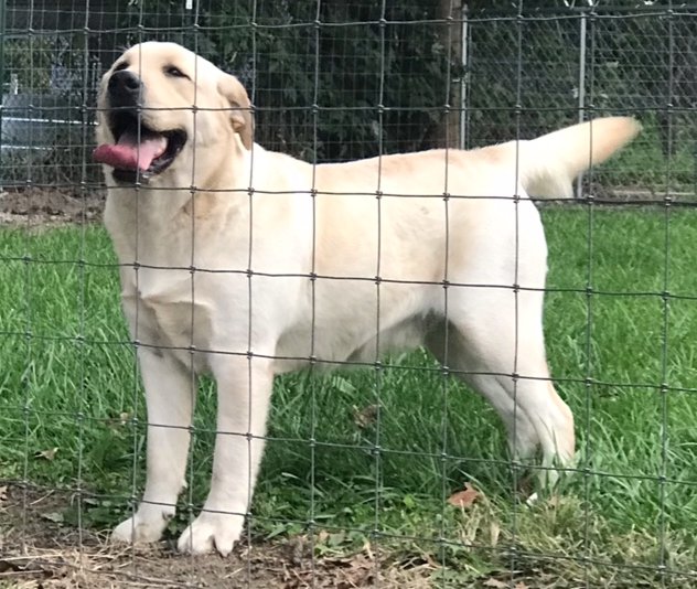 Chocolate Labs, Yellow Labs, Black Lab Puppies for sale in Ohio