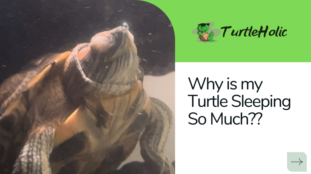 Why is My Turtle Always Sleeping? TurtleHolic