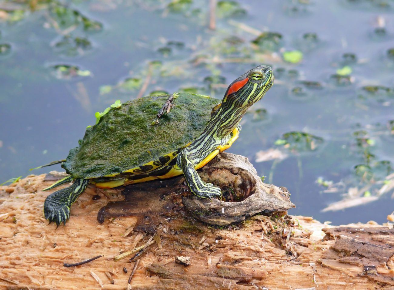 How to Easily Clean a Red Eared Slider's Turtle Shell