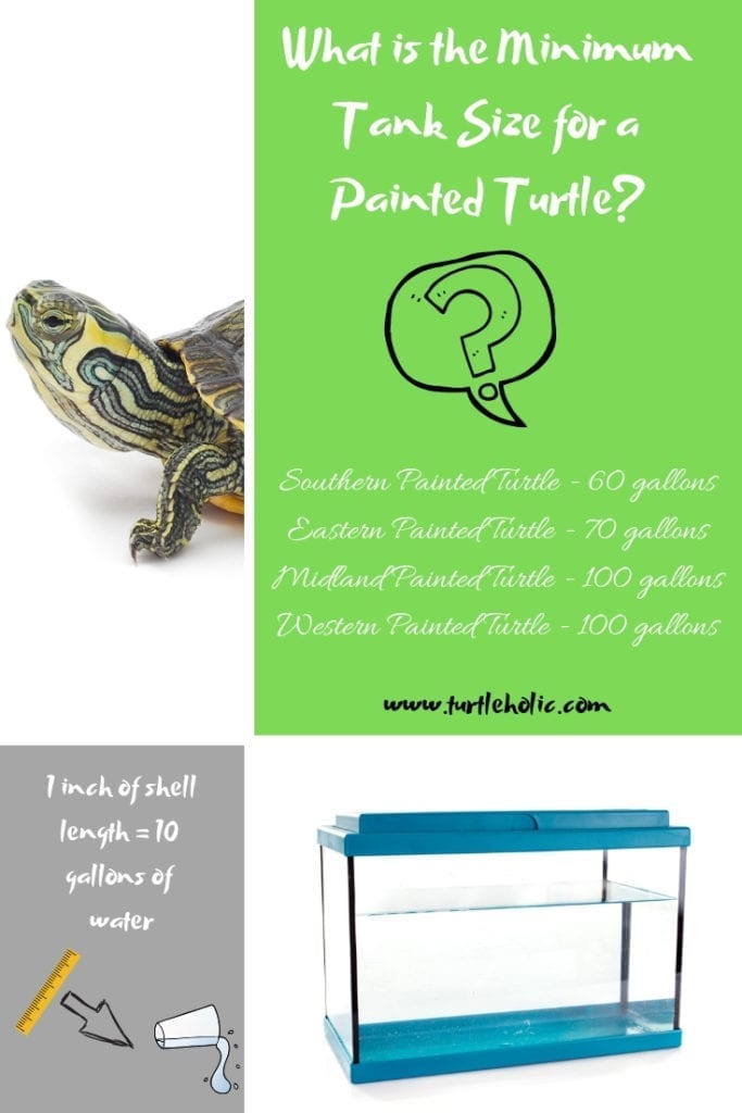 What is the Minimum Tank Size for a Painted Turtle