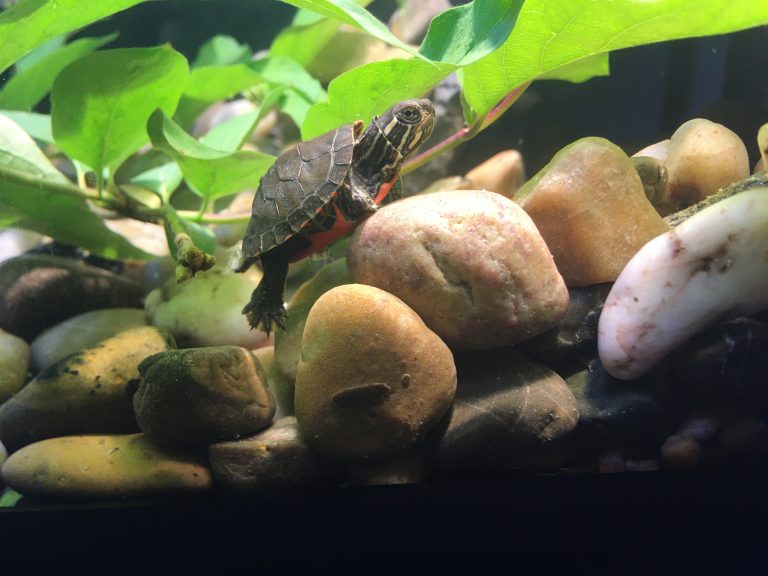 Painted Turtle Tank Setup Everything you need for a painted turtle
