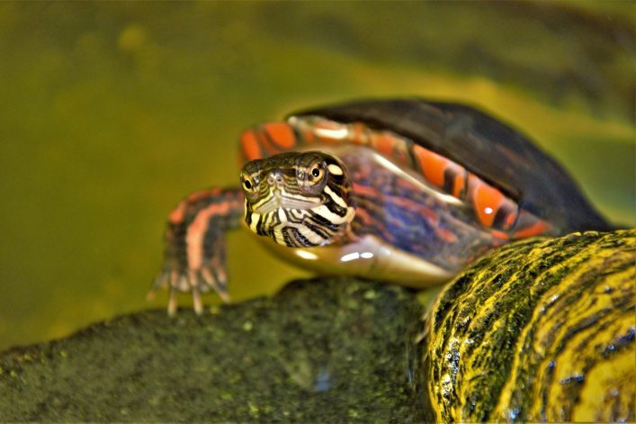 What You Need To Know About Painted Turtles Diets TurtleHolic