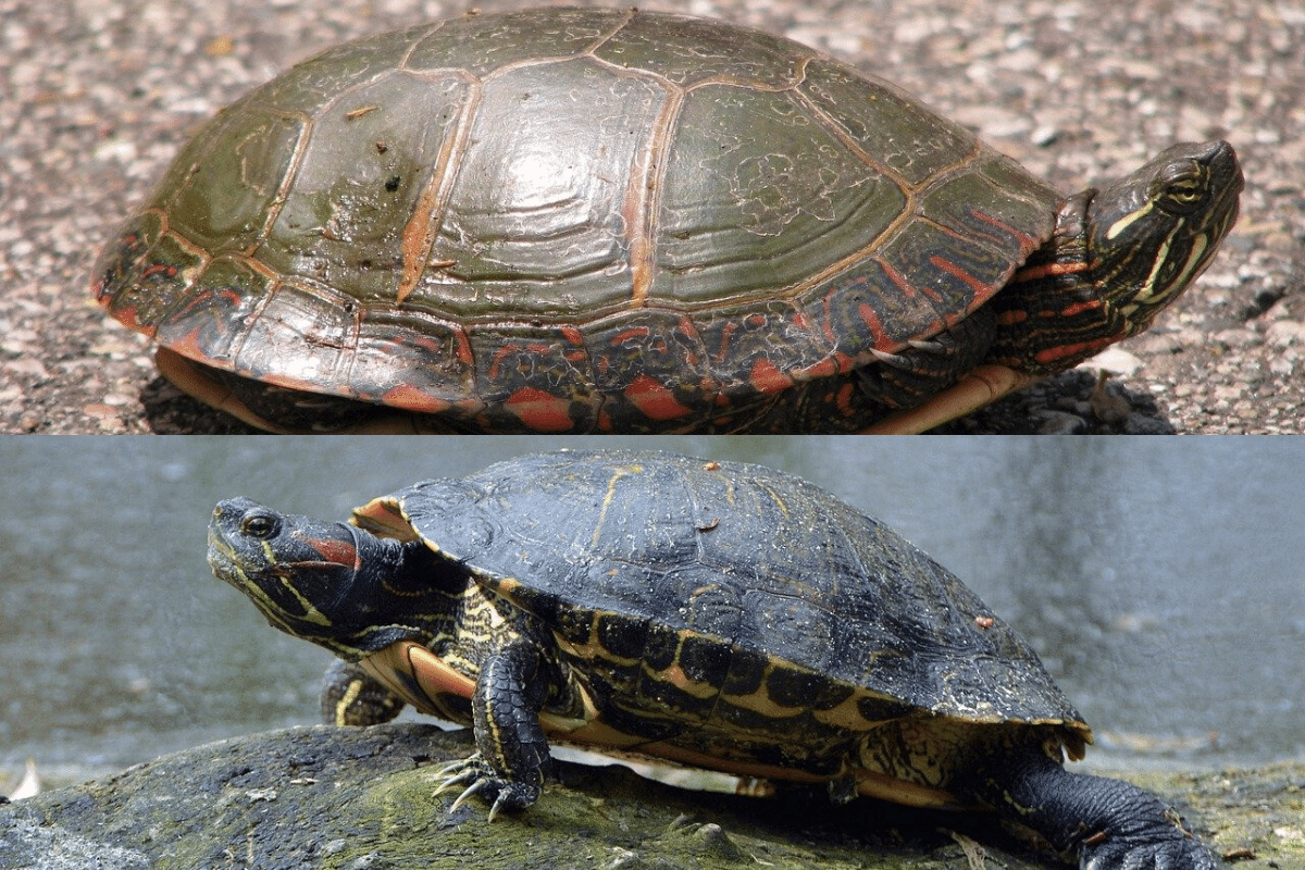 What To Feed A Wild Painted Turtle Painting