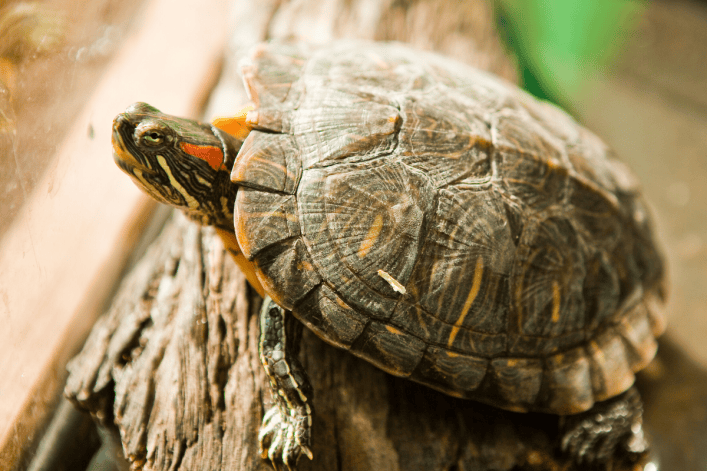Redeared Slider Lighting Requirements What You Need To Know