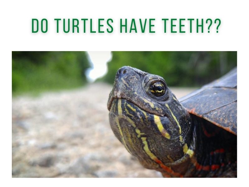 Do Turtles Have Teeth? TurtleHolic