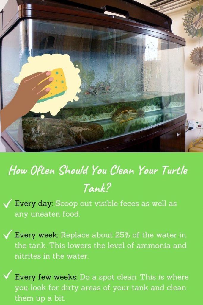How To Keep Red Eared Slider Turtles Tank Clean?