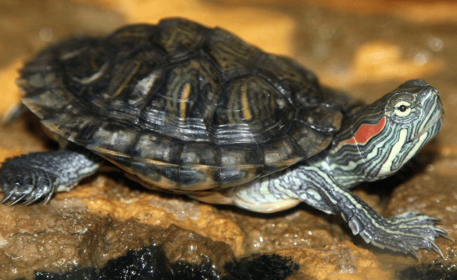 3 Best Pet Turtles for Beginners TurtleHolic