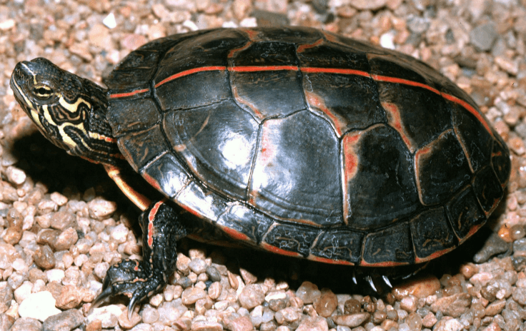3 Best Pet Turtles for Beginners TurtleHolic