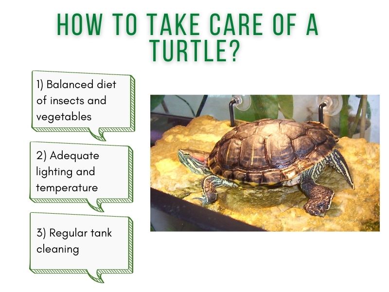 How to Take Care of a Turtle? TurtleHolic