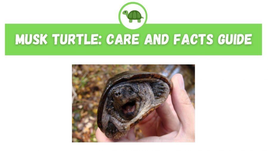 Musk Turtle Care and Facts Guide TurtleHolic