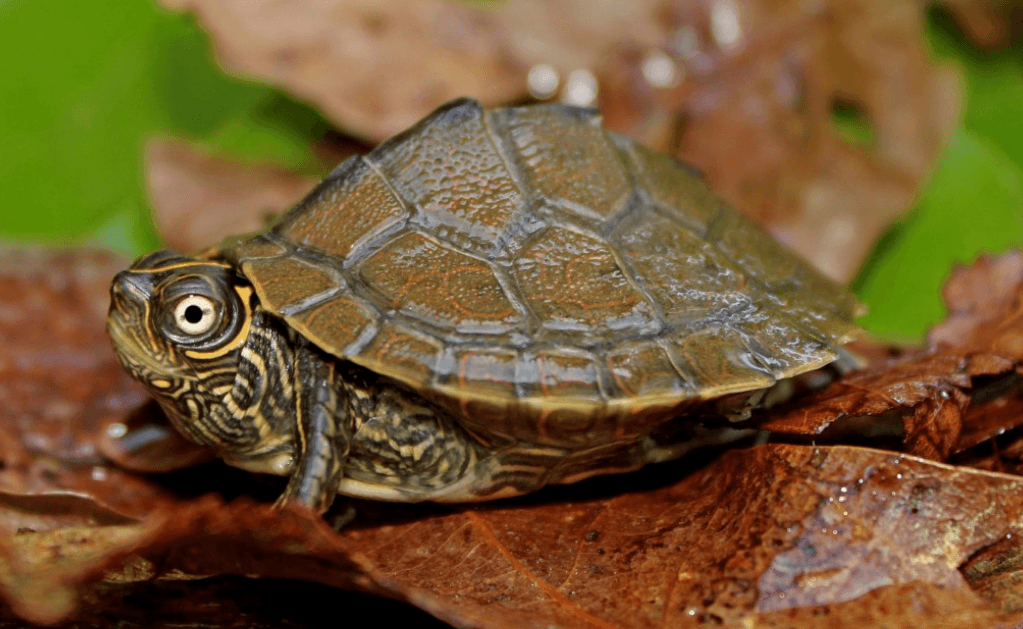 What Do Baby Mississippi Map Turtles Eat? TurtleHolic