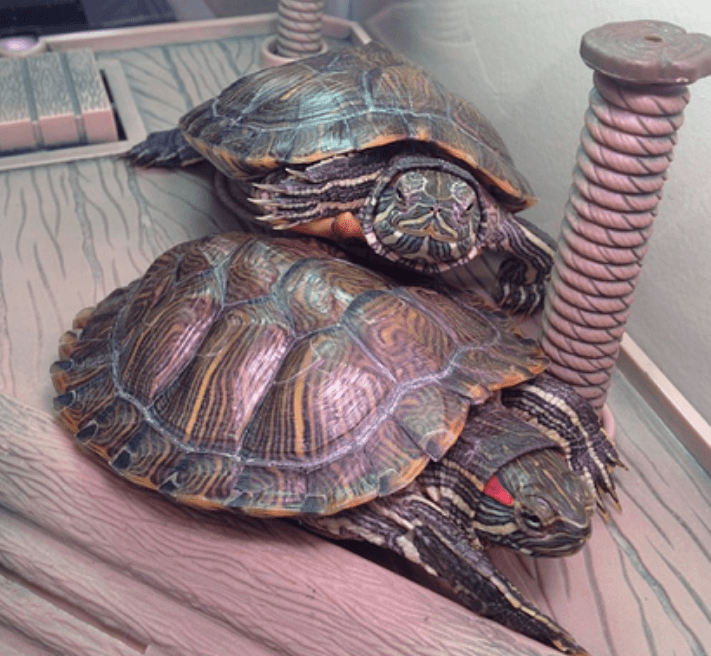 How Long Can a Turtle Go Without Basking? TurtleHolic