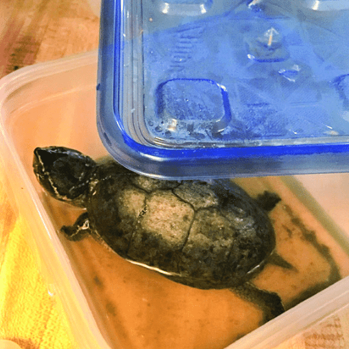 How to Transport a Pet Turtle? TurtleHolic