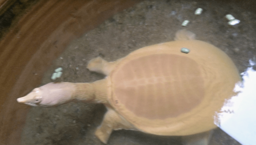 Can I Feed My Turtle Fish Food? TurtleHolic