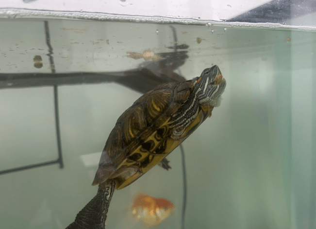 You Need to Know How Often to Feed a Red-Eared Slider - TurtleHolic