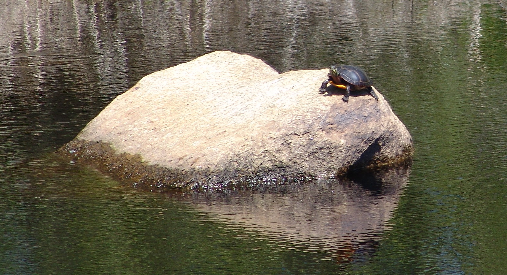 Turtle Year Begins in Coastal Massachusetts « Turtle Journal