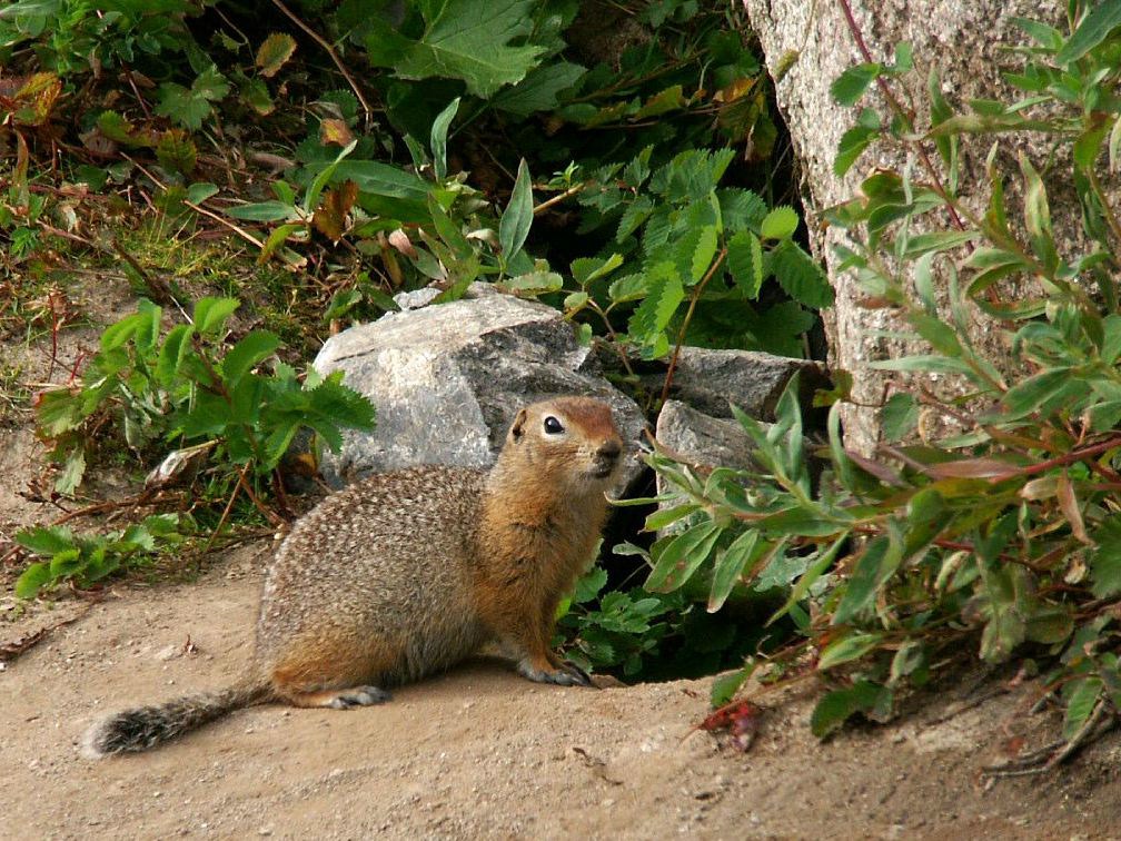 Arctic Ground Squirrels in Alaska