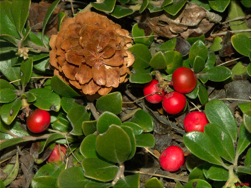 Alaskan Wild Berries