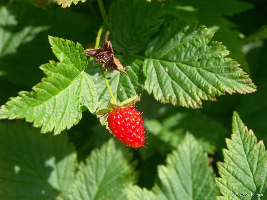 Alaskan Wild Berries