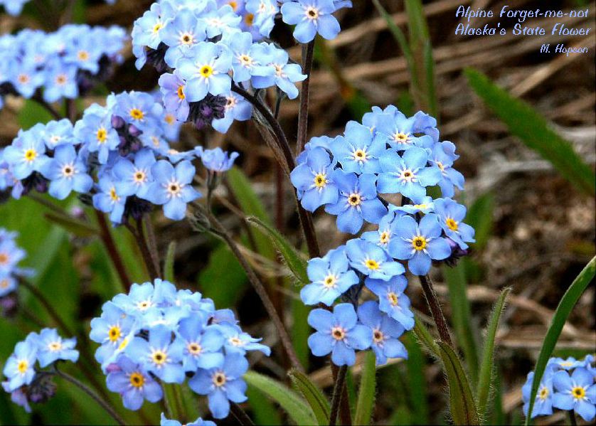 Alaskan Wildflowers