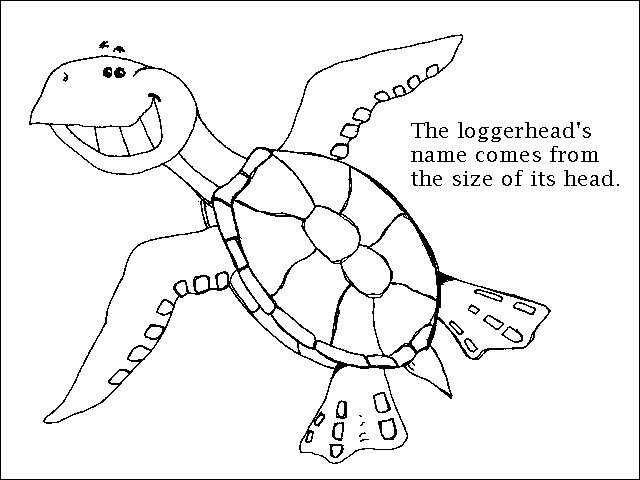Turtle Drawing Stock Illustrations 6 947 Turtle Drawing Stock
