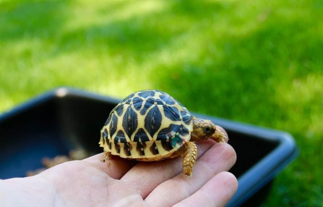 Indian Star Tortoise Humidity Indian Star Tortoise Habitat