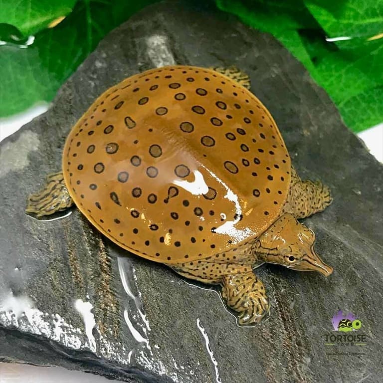 Spiney Softshell turtle for sale Spiney Soft shelled turtles for sale