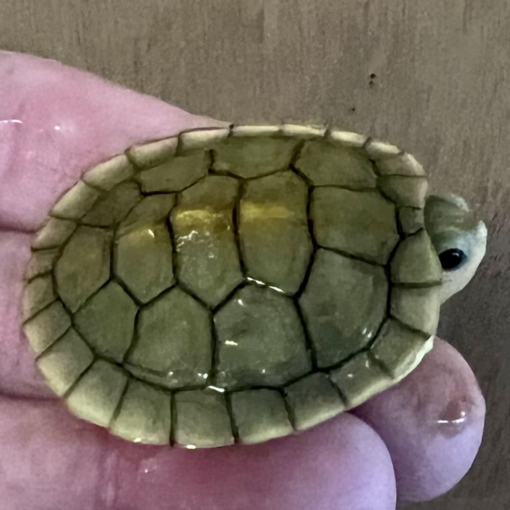 caramel albino slider turtle for sale caramel albino red eared slider