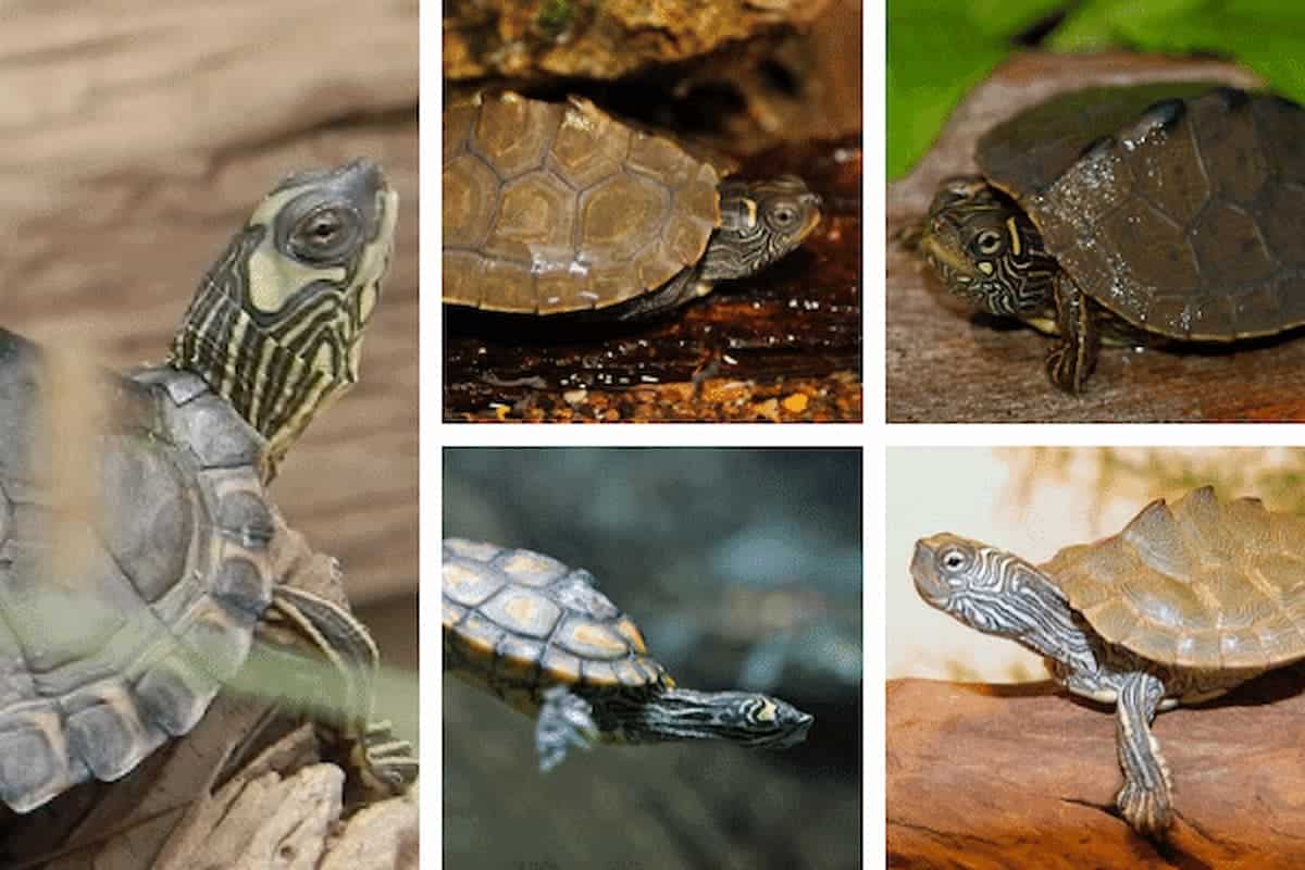 Species Of Turtles Together Tortoise Turtle Times