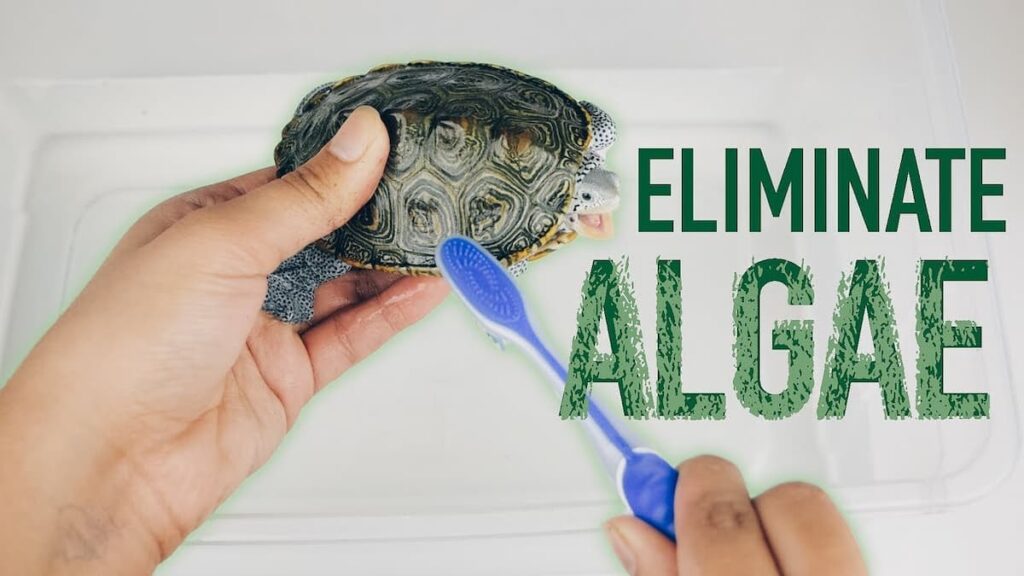 How To Clean Your Turtle’s Tank Turtle Turtle Times