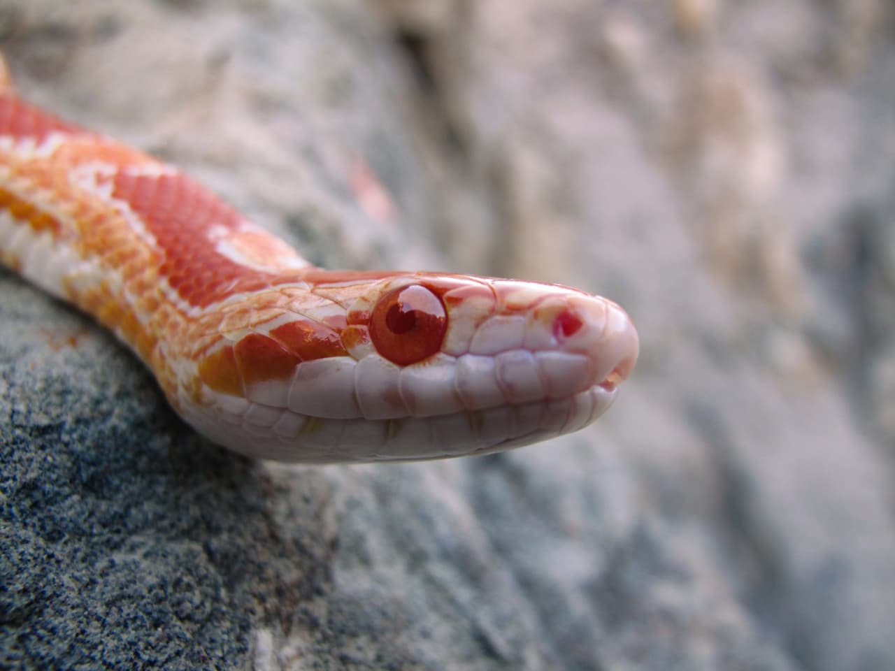 Corn Snakes Elaphe Guttata Turtle Times
