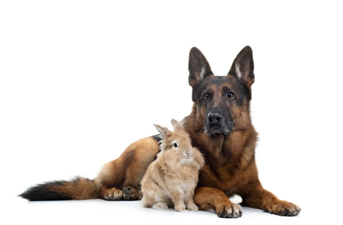 犬兎の争い の使い方や意味 例文や類義語を徹底解説 言葉の手帳 様々なジャンルの言葉や用語の意味や使い方 類義語や例文まで徹底解説します