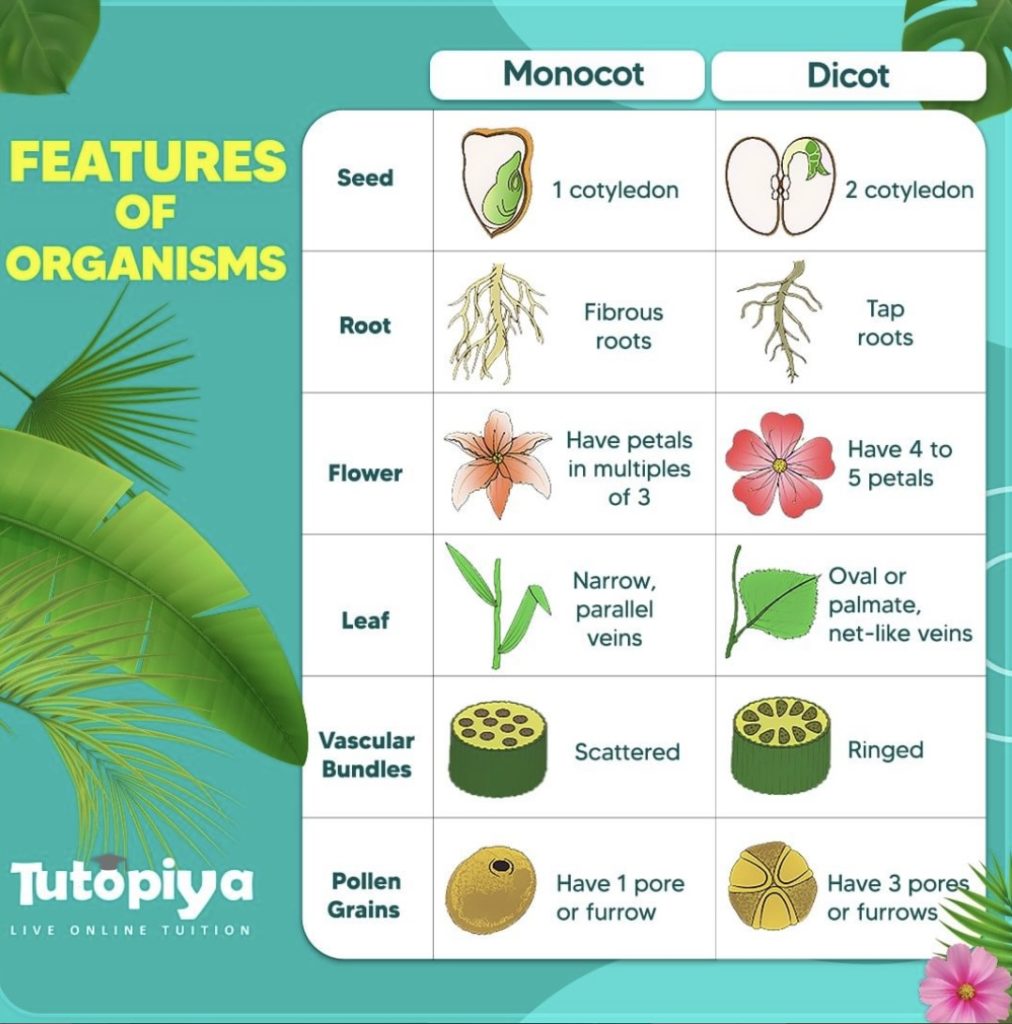 Features of Organisms Groups within the plant kingdom Cambridge IGCSE Biology Tutopiya