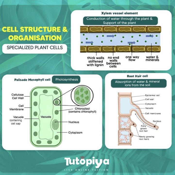 Unveiling the Secrets of Specialized Plant Cell Structure and Functions