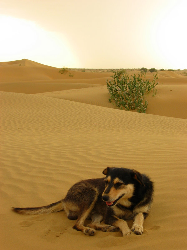 Desert Dog TutorialChip