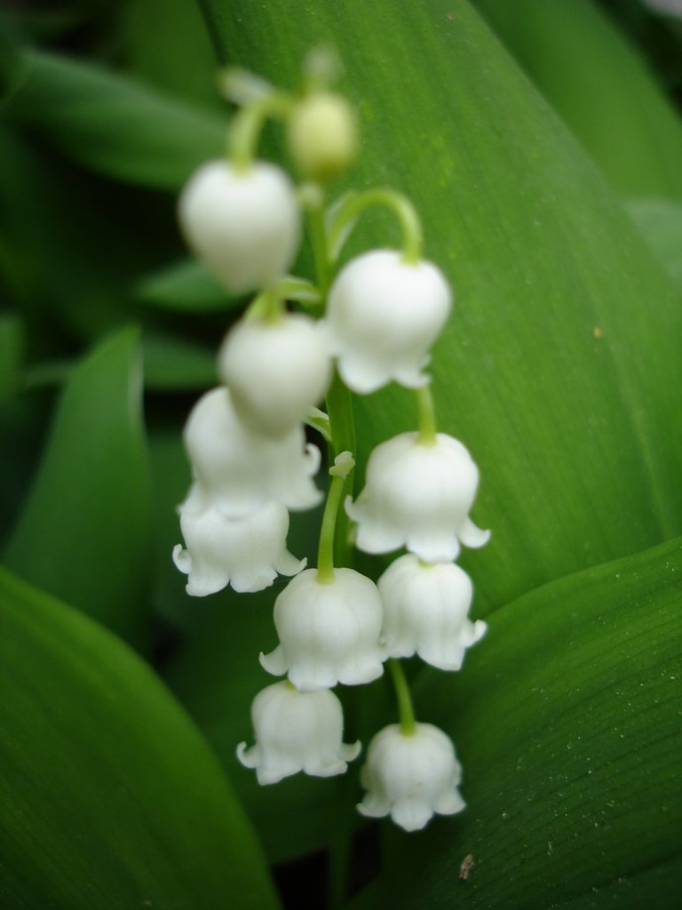 Cute Little White Flower TutorialChip