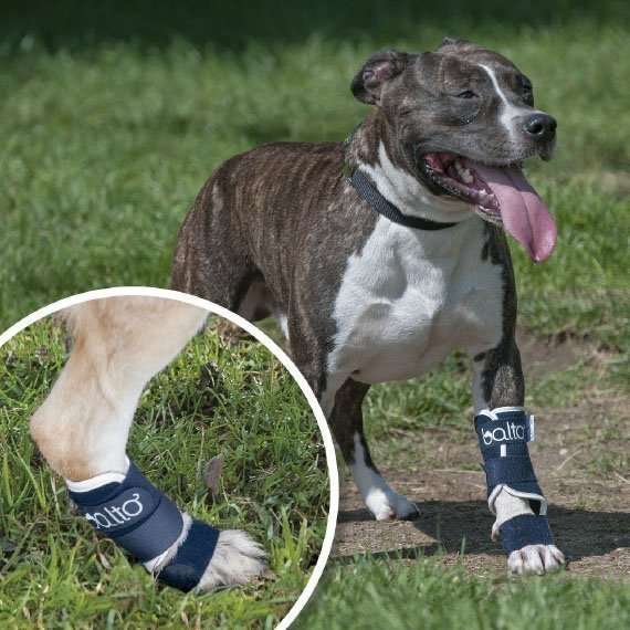 Dog's instability brace BT SPLINT