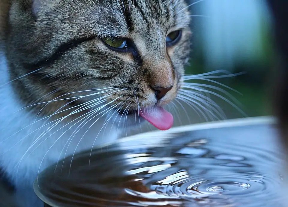 How Long Can A Cat Go Without Water? Learn All About Dehydration In