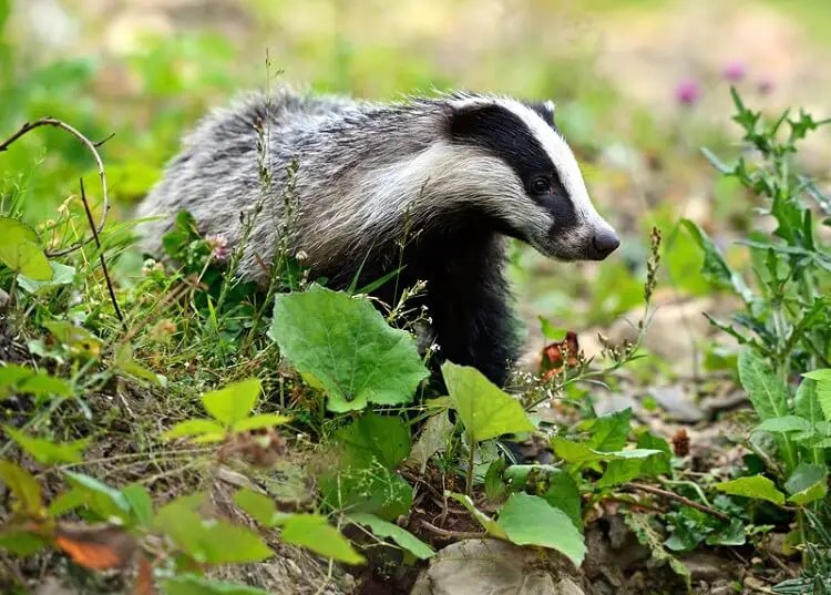 Do Badgers Eat Cats? Know The Facts Tuxedo Cat