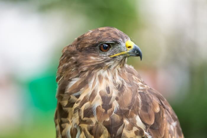 Do Buzzards Eat Cats? What You Need To Know Tuxedo Cat