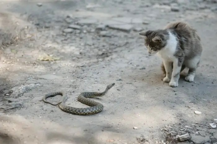 Do Snakes Eat Cats? How To Keep Your Cat Safe From Snakes Tuxedo Cat