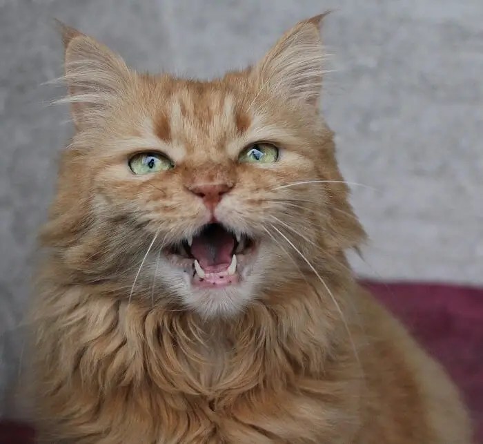 Why Is Your Elderly Cat Yowling? 5 Reasons - Tuxedo Cat