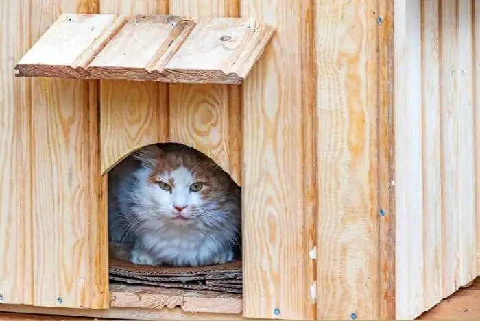 5 Best Outdoor Cat Houses For Shelter Against The Weather Tuxedo Cat