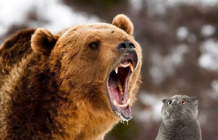 Do Bears Eat Cats? Tuxedo Cat